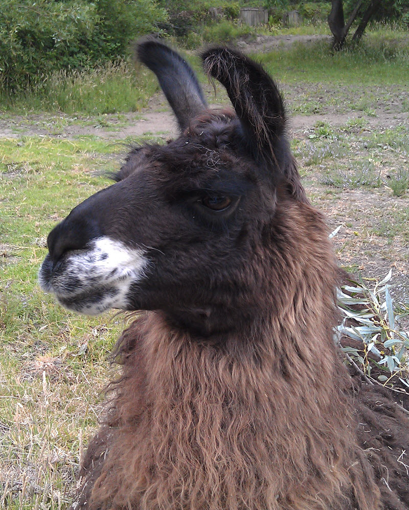 Rex the llama